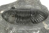 Black, Paralejurus Trilobite - Mrakib, Morocco #192779-1